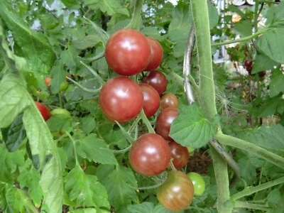 Tomatensamen - Cocktailtomate - Black Cherry - mindestens 20 Korn - Bild 1 von 4