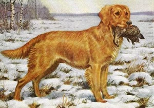Golden Retriever - CUSTOM MATTED - Vintage Color Dog Art Print - Picture 1 of 1