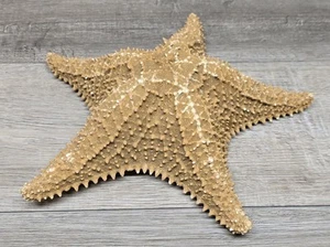 Extra Large Real Dried Starfish Ocean Sea Star 12×12" - Picture 1 of 8