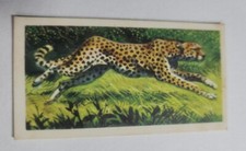 African Wild Life  Brooke Bond  Tea card  - # 11 - free postage  - lot 726