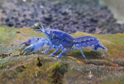 LIGHTNING AQUATICS WORLD 6-Pack Blue Mini Mexican Lobster 0.5–0.75” – Live Freshwater Dwarf Crayfish.