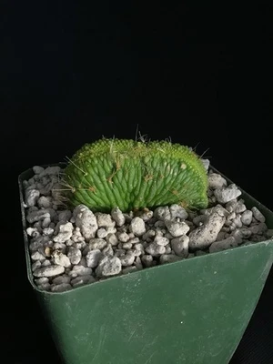 Cleistocactus colademononis inermis - Cola de mono con cresta cactus raro Foto 1 de 4