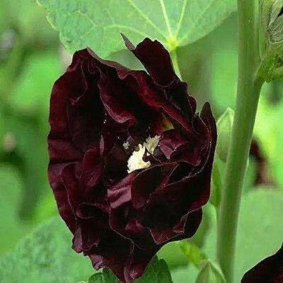 20 SEEDS for Black Deep Red HOLLYHOCK rare flower bed exotic plant USA Seller - Image 1 of 4