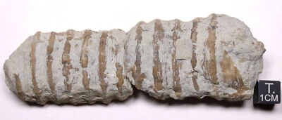 Dawsonoceras Massie Shale Cephalopod Indiana Silurian Fossil - Image 1 of 4