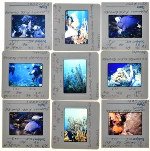 Kodak Slide Transparency Diving Underwater Reef Bonaire Caribbean 1985 Pro Photo - Picture 1 of 8