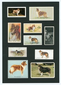 ROUGH COLLIE  READY MOUNTED SET OF VINTAGE DOG COLLECTABLE CARDS 