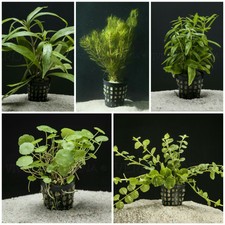 PLANTA DE ACUARIO: LOTE DE 5 PLANTAS PROCERPINACA.SALICIFOLIA.CERATOPHY.VERTI..