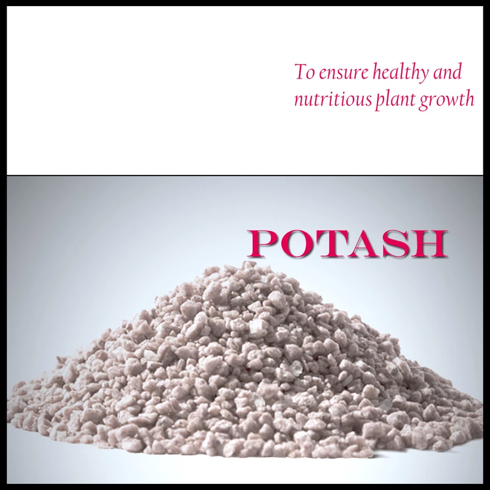 POTASH ORGANIC Granular Sulphate of Potash Soluble  Fertiliser Premium Quality  - image 1 of 1