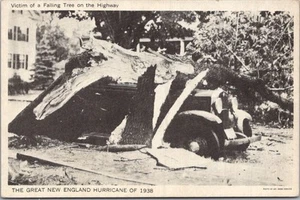 1938 "GREAT NEW ENGLAND HURRICANE" Disaster Postcard "Victim of a Falling Tree" - Picture 1 of 2