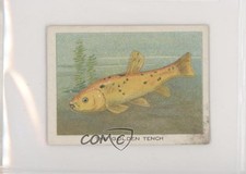 1923 ITC of Canada Birds Beasts and Fishes Tobacco The Golden Tench #43 z6d