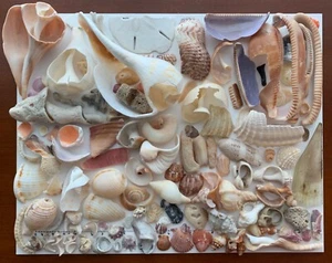 122 Natural Shell Seashell Fragments beach craft art frame mixed media USA - Picture 1 of 17