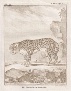 Jaguar leopardo gato depredador animales bistre grabado grabado en cobre Buffon 1780 - Imagen 1 de 1