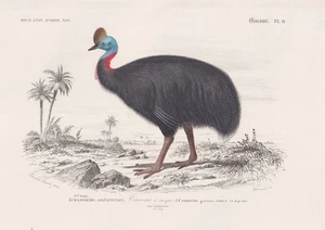 Casuarius Kasuar Emus Australia birds pájaro grabado en acero Orbigny 1861 - Imagen 1 de 1