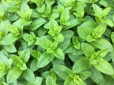 SEEDVILLE USA 500 SPEARMINT (English Mint) Mentha Spicata Herb Flower Seeds