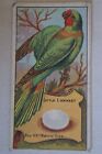 Birds of Australasia Vintage 1912 Pre WWI Wills Vice Regal Card Little Lorikeet