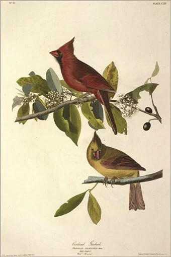 Póster artístico ilustración vintage Cardinal Grosbeak por John James Audubon 20x30 Foto 1 de 1