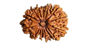 14 Mukhi Rudraksha Original Certified 14 Face Rudraksha Nepal With Pendant 21mm - Picture 1 of 3