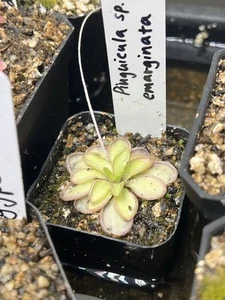 Pinguicula Emarginata ‘Taquito’ Plantlet - Carnivorous Plant Mexican Butterwort - Picture 1 of 4
