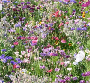 Wild Flower Scented Bee & Butterfly Cottage Garden Grass Free Perennial Seed Mix - Picture 1 of 14