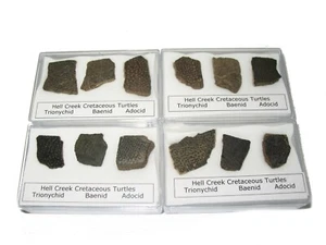 Cretaceous Hell Creek dinosaur age Turtle shell fossil 3 species in DISPLAY CASE - Picture 1 of 5