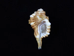Sea Shell Ranularia sarcostoma 52,9 mm ID#8833 - Imagen 1 de 3
