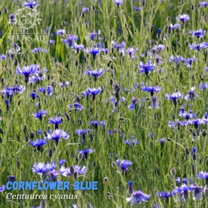 Großpack 10.000 SAMEN Kornblume BLAU - Centaurea cyanus - WILDBLUMEN CORNFLOWER - Imagen 1 de 4