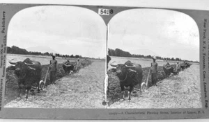 1906 Stereo cards, Luzon Philippines: Rice cultivating,Plowing,Threshing, Market - Picture 1 of 10