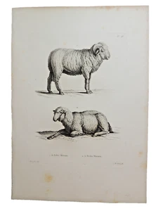 Gravure sur cuivre de Huet XVIIIe. Le Bélier Mérinos, la Brebis mérinos - Imagen 1 de 1