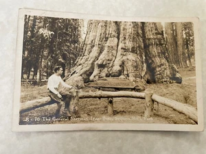 IL GENERALE SHERMAN BASE ALBERO SEQUOIA PARCO NAZIONALE RPPC VERA FOTO CARTOLINA - Foto 1 di 2