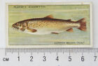 1933 Players Fresh-water Fishes, pink back No. 47 Trout (Common Brown)