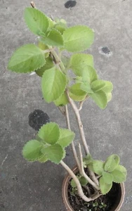 Cuban Oregano Herbaceous Plant, app 12in, Multibranch - Picture 1 of 2