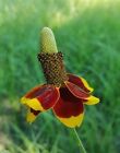 40x Prairie Échinacée Nain Ratibida Fleurs Plantes - Graines A20