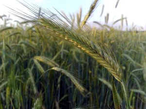 RYE 10,000 SEEDS SECALE CEREALE WHOLE GRAIN LOWER CHOLESTEROL NUTRITIOUS HARDY - Picture 1 of 2