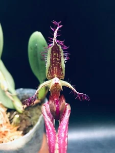 BULBOPHYLLUM PUTIDUM SPECIES BLOOMING SIZE ORCHID PLANT - Picture 1 of 2
