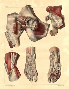 Medical Anatomy Antique Print-SYNOVIAL BURSA-ABDOMEN-BOURGERY-Jacob-Benard-1831 - Picture 1 of 7