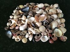Mixed 85g  Natural Different Tiny Small Sea Shells For Art Craft