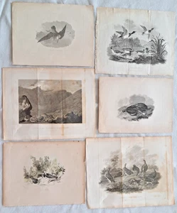 Collezione 6 acqueforti uccellini XIX secolo - Foto 1 di 11