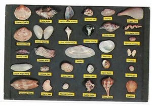 Vintage Postkarte - Wie man Muscheln identifiziert - 4 x 6 Zoll  - Bild 1 von 2
