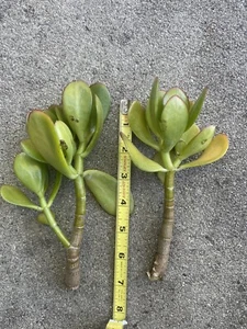 2x Thick Cutting Jade Plant Crassula ovata Succulent 4"-6" inches - Picture 1 of 4