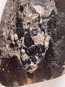 3 Sea Crinoids, aquatische Fossilien einschließlich echter burmitischer Myanmar Bernstein, 98MYO - Bild 1 von 11