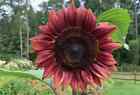 25+ Red Sunflower Seeds, Organic Flowers, Reproducible & GMO-free,