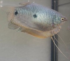 Quinn's Fins- Blue Gourami