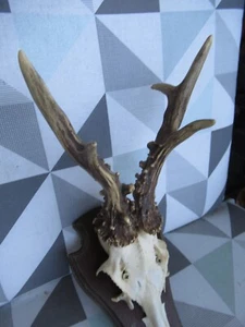 Rehbock 6 Ender auf Holzbrett gewicht mit Brett 465 g - Bild 1 von 4