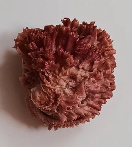 Sea shell Chama brassica 61mm, gem, nice form, superb - Picture 1 of 4