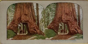 ANTICA FOTO STEREOSCOPICA STEREOVIEW wowona mariposa grove california - Picture 1 of 1