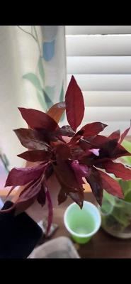 Alternanthera Reineckii Mini Planta de Acuario Roja Fácil de Vivir COMPRA 2 OBTÉN 1 GRATIS Foto 1 de 4