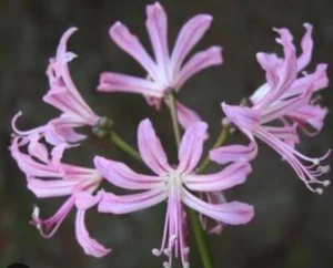Bulbs - Nerine Pink: $50 For 10 Bulbs : Free Postage - Picture 1 of 6