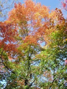15 BONFIRE SUGAR MAPLE SEEEDS - Acer saccharum 'Bonfire" - Picture 1 of 10