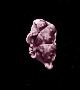 Schmetterling K-Flexible Push Silikon Form-Süßigkeiten Cookies Handwerk Cupcake  - Bild 1 von 1