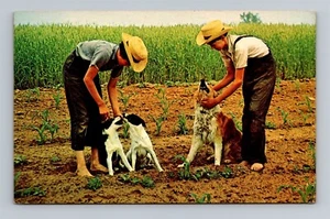 Cartolina Amish Farm Ragazzi che giocano con i loro cani in un campo di grano - Foto 1 di 2